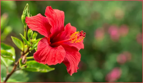 জবা ফুল এর নির্যাস ন্যাচারাল AHA ট্রিটমেন্ট 