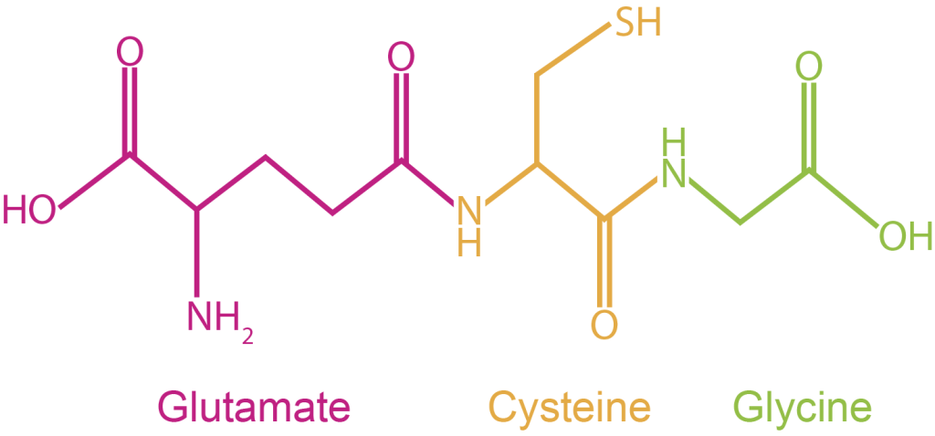 Chemical structure diagram of a glutathione molecule, showing its three amino acid building blocks: glutamate in pink, cysteine in yellow, and glycine in green.